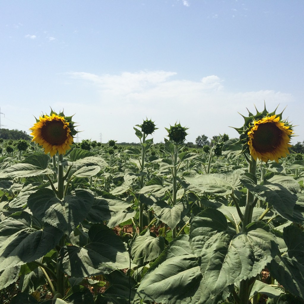 Protein says: “Yes!”